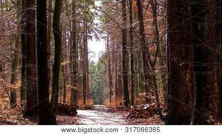 Springtime, Forest Awakens Again After The Winter Break. The Spring Sun Breaks Through The Trees On 
