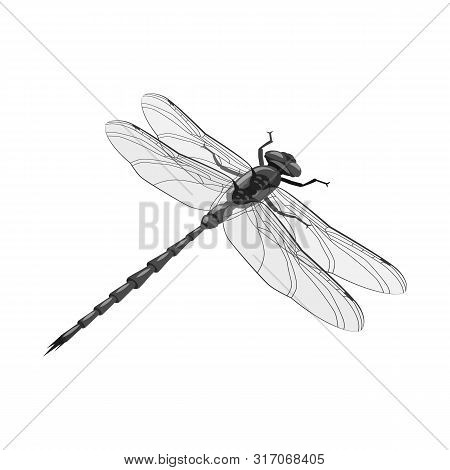 Isolated Object Of Dragonfly And Colorful Logo. Collection Of Dragonfly And Beauty Vector Icon For S