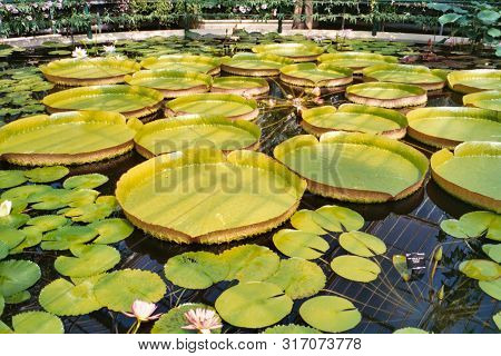 Closeup Of The Huge Floating Lilly Pad Leaves And Flowers