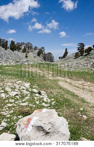 Picturesque Mountain Landscape. Stone Valley. Relict Forest Of Lebanon Cedar. Saddle Between Mountai