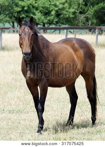 A Reitired Ex Racehorse In A Summer Paddock.