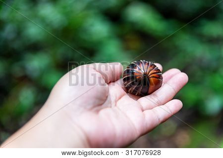 Hands Holding Giant Pill Millipede Scientific Name Sphaerotheriida Zephroniidae Found At Crocker Ran