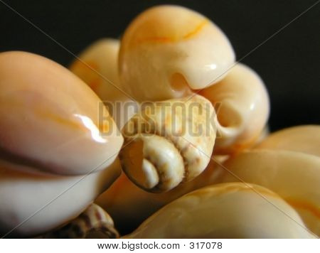 Seashell kaulakoru-lähikuva 2