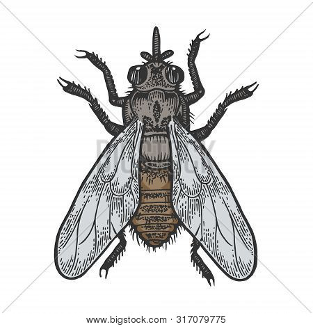 Tsetse Fly Insect Color Sketch Engraving Vector Illustration. Scratch Board Style Imitation. Black A