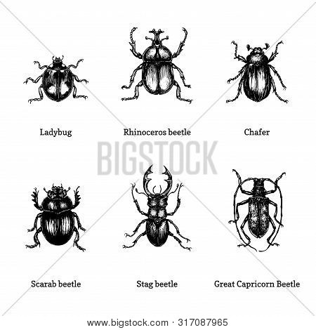 Illustration Of Beetles On White Background. Drawn Insect Set In Engraving Style. Sketches Collectio