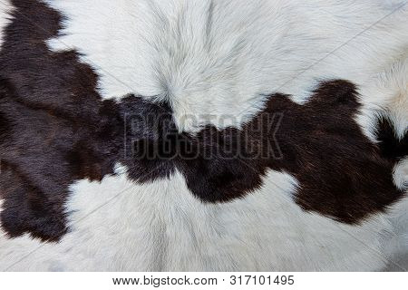 Texture Of Brown Cow Skin Coat With Fur Black White And Brown Spots