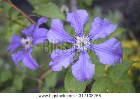 A Purple Clematis Flower, Clematis Viticella, Blooms In A Japanese Garden. Flower Of Clematis - Ranu