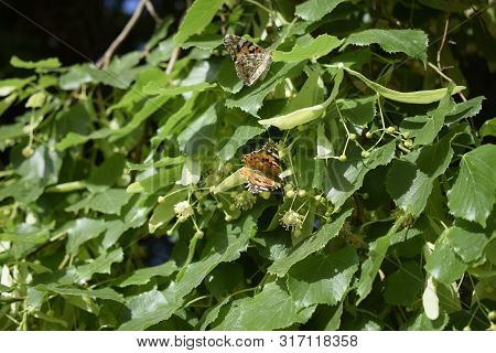 Blooming Linden And Butterflies On It. A Closeup Of Single Invasive Species Plant Nymphalis Xanthome