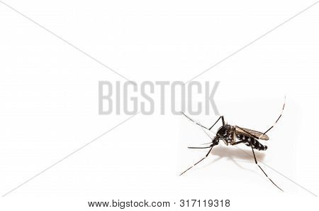 Aedes Albopictus Mosquito Sucking Blood On Skin,macro Close Up Isolate On White Background