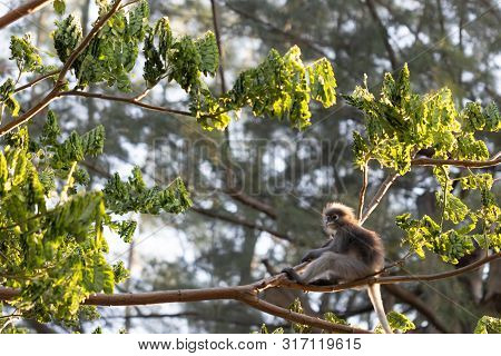 Trachypithecus Obscurus And Its Children With Golden Hairs In Tropical Forests