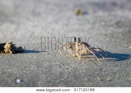 Ghost Crab (ocypode Quadrata) On A Sandy Beach