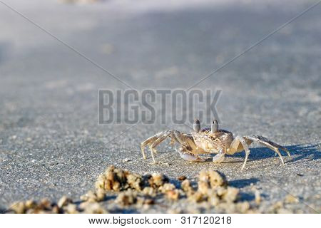 Ghost Crab (ocypode Quadrata) On A Sandy Beach
