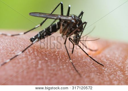 Aedes Albopictus Mosquito. Super Macro Close Up A Mosquito Sucking Human Blood,