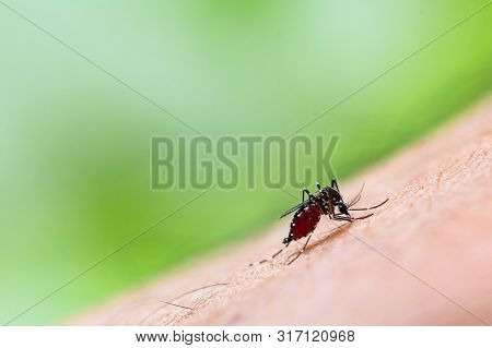 Aedes Aegypti Mosquito. Close Up A Mosquito Sucking Human Blood,