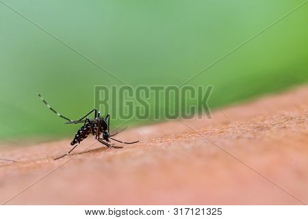 Aedes Aegypti Mosquito. Close Up A Mosquito Sucking Human Blood,