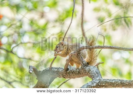 A Tree Squirrel, Also Called Smiths Bush Squirrel, Parexerus Cepapi, Eating An Acorn