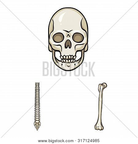 Vector Design Of Bone And Skeleton Logo. Set Of Bone And Human Vector Icon For Stock.