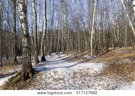 Late Autumn, End Of  November. The First Snow On Fallen Leaves. Landscape Reserve Teply Stan, Moscow