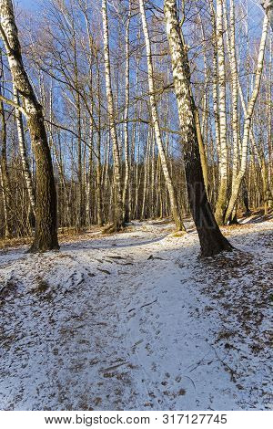 Late Autumn, End Of  November. The First Snow On Fallen Leaves. Landscape Reserve Teply Stan, Moscow