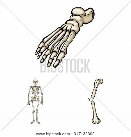 Vector Design Of Bone And Skeleton Logo. Set Of Bone And Human Vector Icon For Stock.