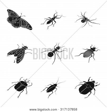 Vector Illustration Of Wings And Wing Icon. Collection Of Wings And Fly Vector Icon For Stock.
