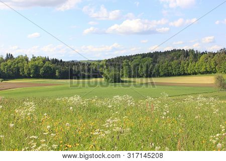 Countryside And Fields Of Volketswil On A Sunny Summer Day