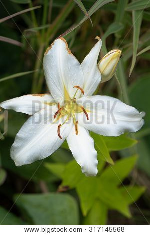Blooming White Lily Flower In Summer Garden, Vertical Shot.