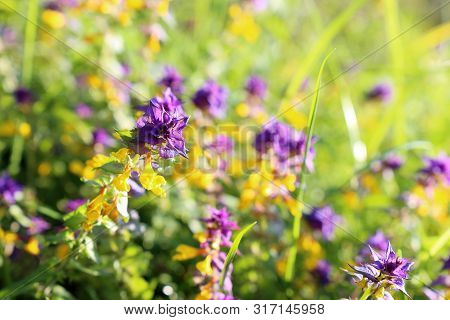 Colorful Wildflowers On Summer Meadow, Cow Wheat In Sunny Day. Melampyrum Nemorosum Or Ivan Da Marya