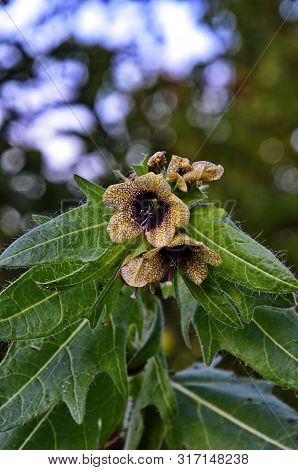 Henbane Black ( Lat. Hyoscýamus Níger) Poisonous Plant.