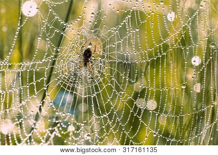A Spider Crosspiece Sits On A Web In Dew. Drops Of Dew On A Web Close-up