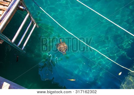 Large Sea Turtle In Clear Sea Water. A Turtle Swims Next To The Marina And Ships. The Water Is Very 