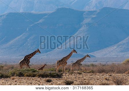 A Group Of Giraffes Grazing In The Desert Of Central Namibia. Hardap Region Namibia.