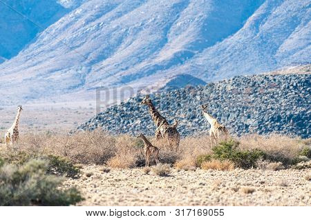 A Group Of Giraffes Grazing In The Desert Of Central Namibia. Hardap Region Namibia.