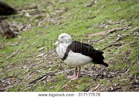 The Radjah Duck Is Looking For Food In The Long Grass