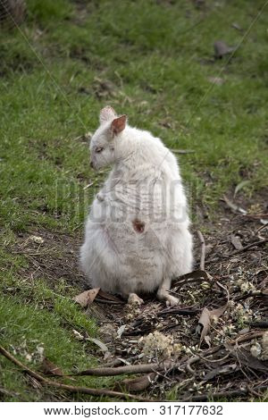 The Albino Tammar Wallaby Is Waiting On Her Joey