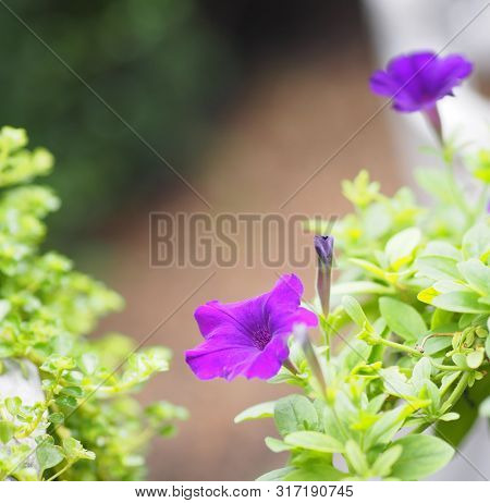 Petunia Hybrida, Solanaceae, Name Purple Flower Bouquet Beautiful On Blurred Of Nature Background Fl