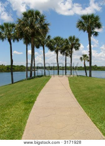 Palm Grove