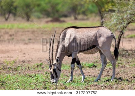 East African Oryx, Awash Ethiopia