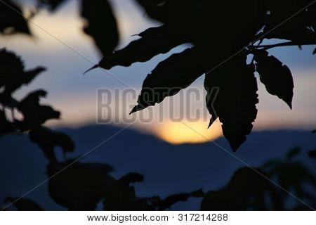 The Sun That Disappears Behind The Leaves