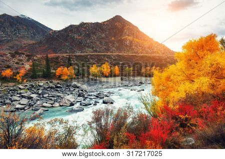 Katun River With Yellow Autumn Trees In Altai Mountains At Sunset. Altai Republic, Siberia, Russia