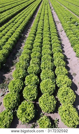 Long Rows Of Green Lettuce With Sandy Soil To Favor The Growth Of Vegetables