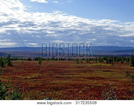 Forest Tundra Landscape In The Summer. Taiga Of Siberia. Yamal