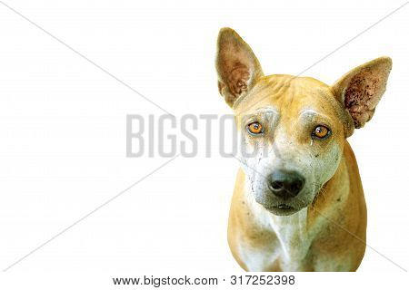 Stray Dogs That Are Separated From The Background Clipping Part.