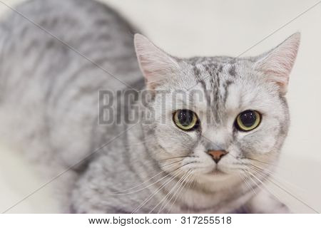 Portrait Of A Scottish Fold Cat.face Of Scottish Fold Cat