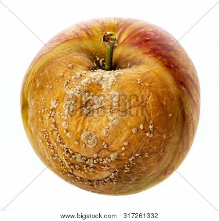 Monilinia  Diseases - Infected Apples With Typical Signs Of Disease Close Up