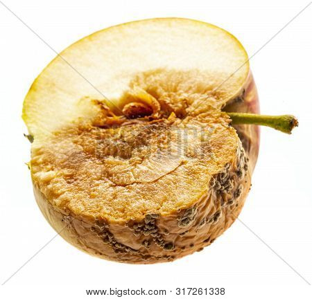 Monilinia  Diseases - Infected Apples With Typical Signs Of Disease Close Up