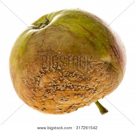 Monilinia  Diseases - Infected Apples With Typical Signs Of Disease Close Up