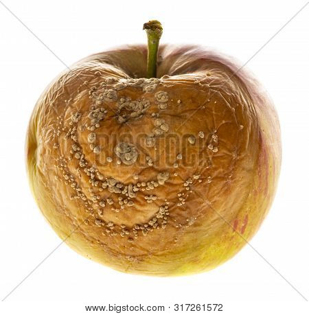 Monilinia  Diseases - Infected Apples With Typical Signs Of Disease Close Up