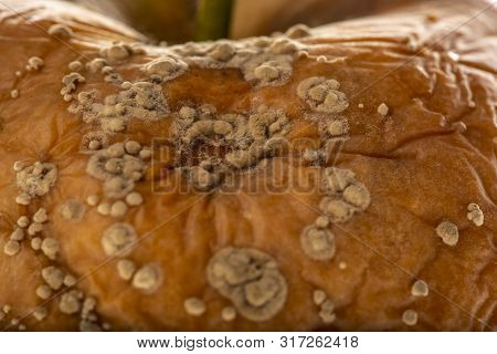 Monilinia  Diseases - Infected Apples With Typical Signs Of Disease Close Up