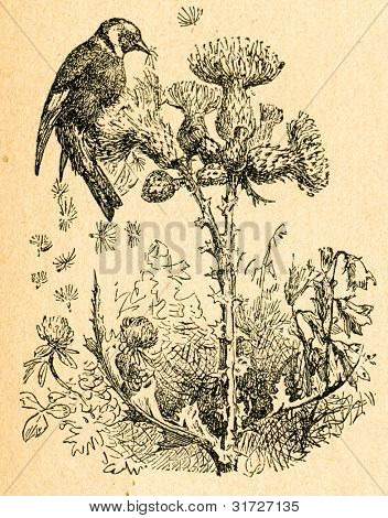 Chardonneret, manger des graines de chardon, vieux illustration par un artiste inconnu du Botanika Szkolna na Ni Klasy